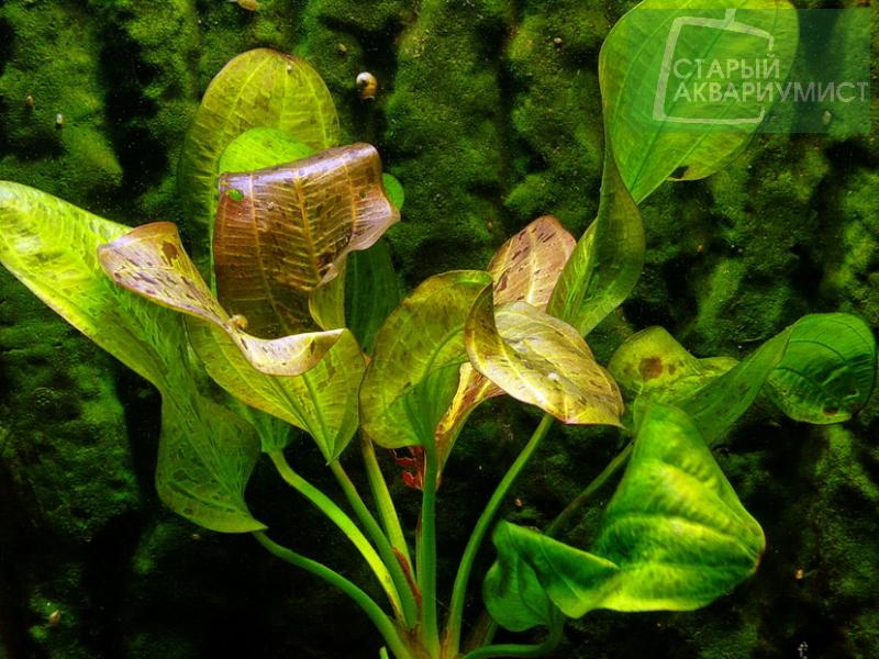 Datei:Red Rock 2.jpg