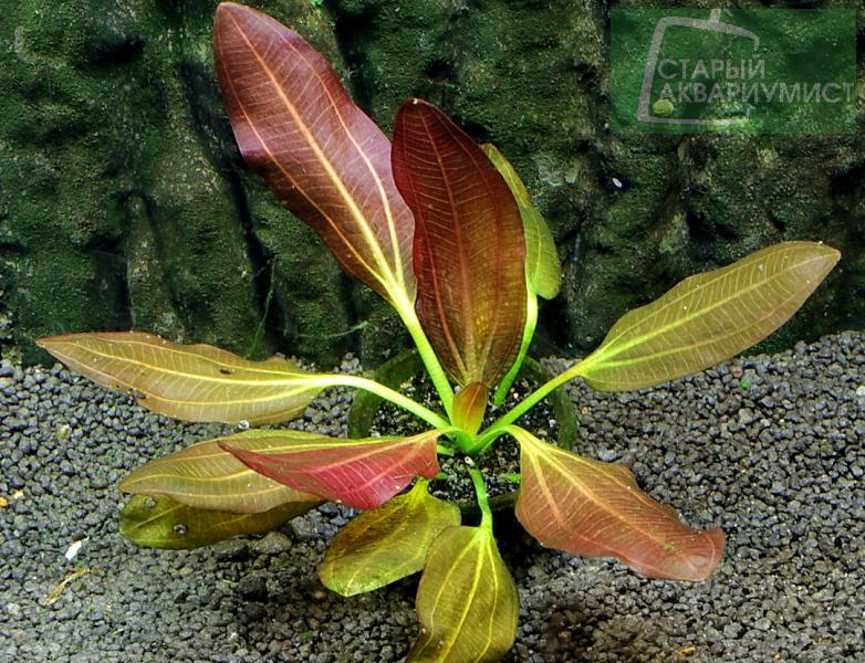 Datei:Osiris Doppel Rot 2.jpg