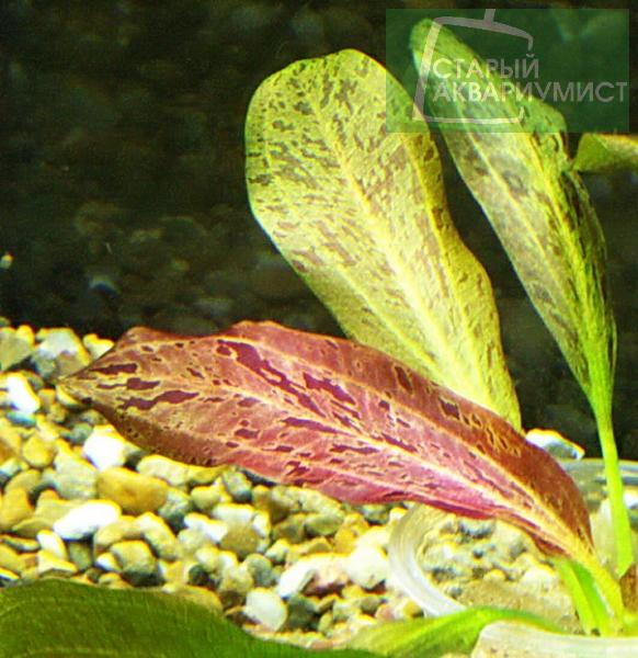 Datei:Ozelot Rot 2.jpg