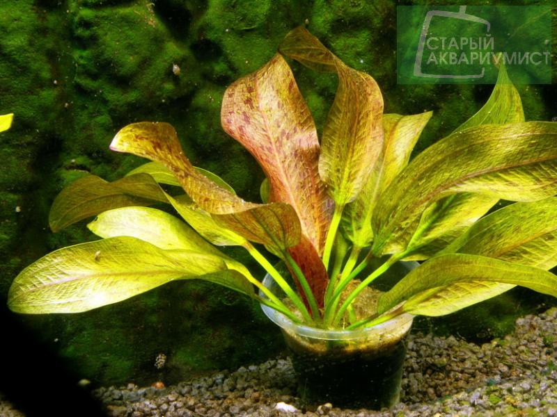 Datei:Getuepfelter harbich 3.jpg