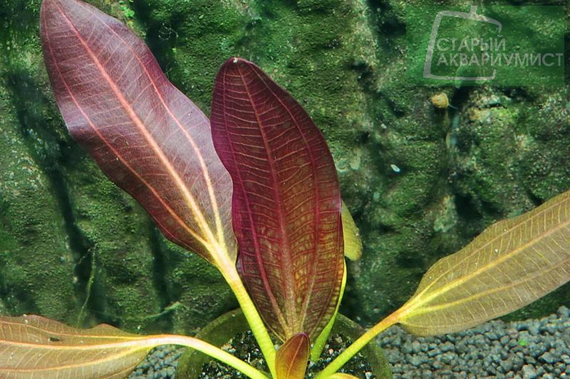 Datei:Osiris Doppel Rot 4.jpg