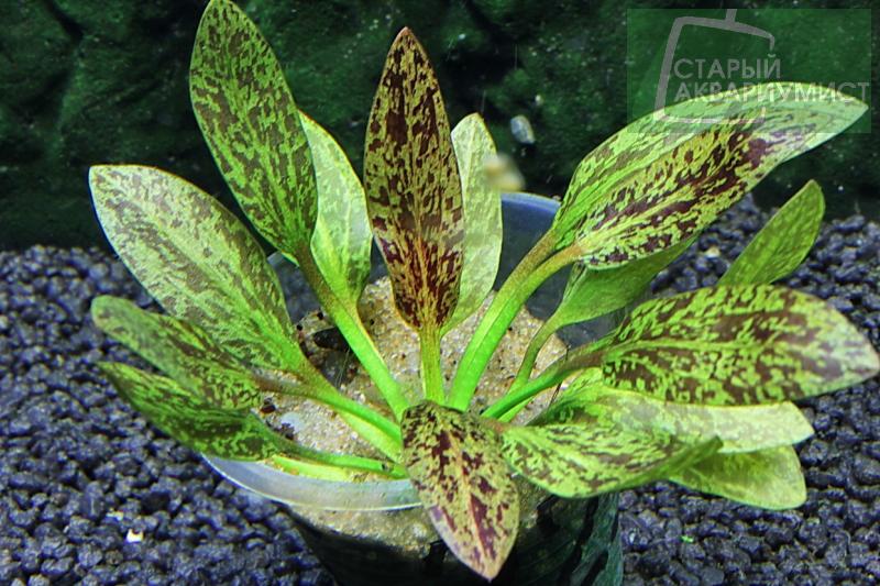 Datei:Rainers felix 1.jpg