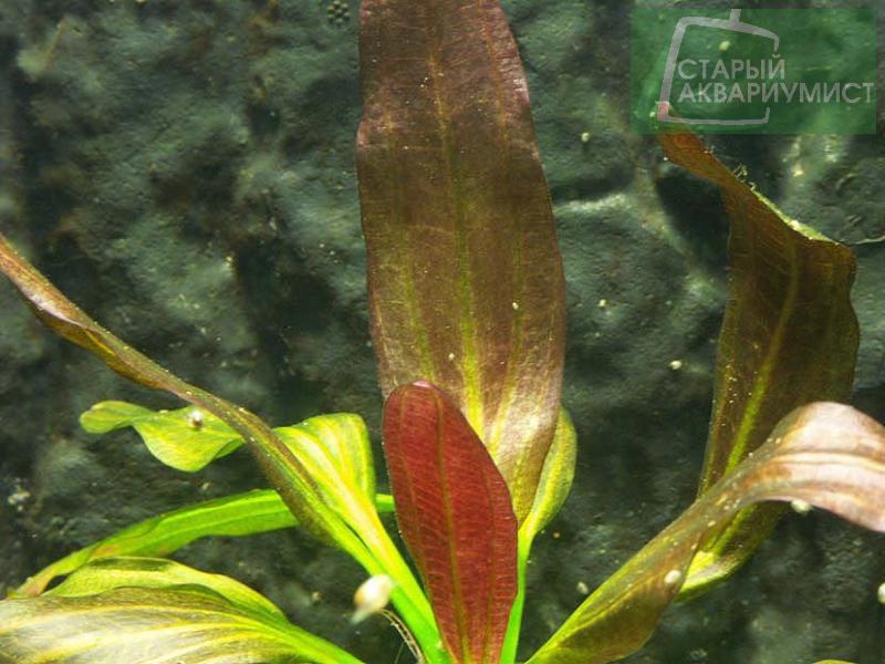 Datei:Rubra Variegata 3.jpg