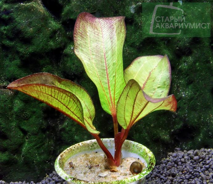 Datei:Frans Stoffels3.jpg