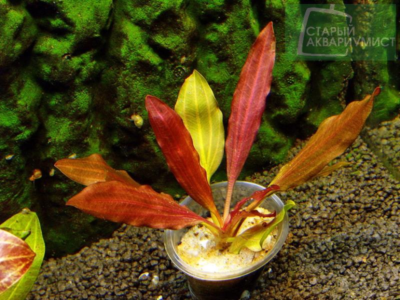 Datei:Rote Mamba 3.jpg