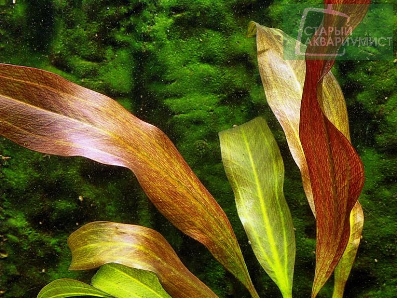 Datei:Fancy Twist 2.jpg