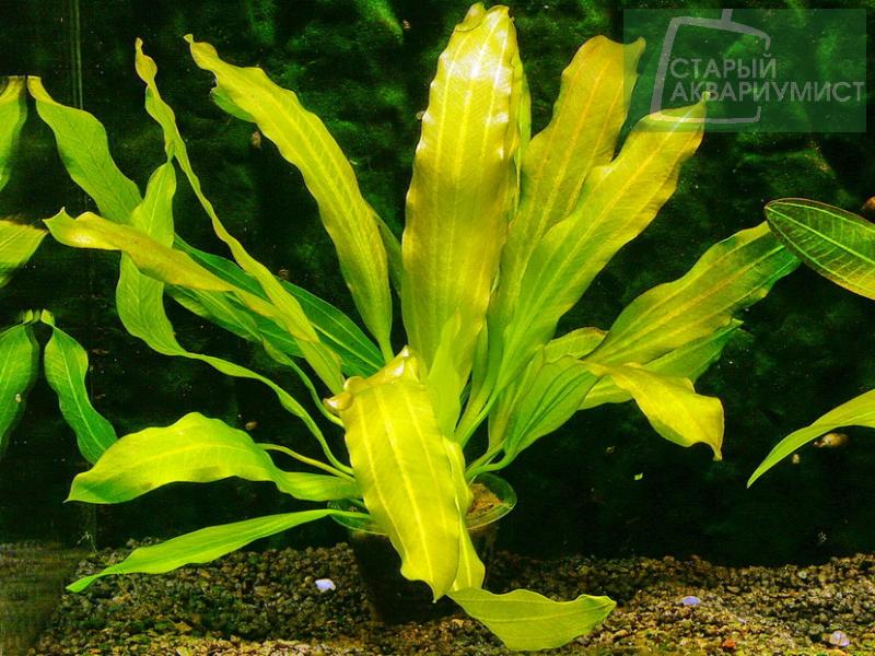 Datei:Uruguayensis var. Minor 1.jpg