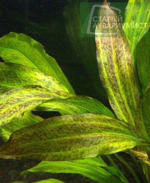 Datei:Tanzende Feuerfeder 4.jpg