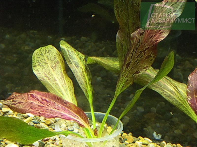 Datei:Ozelot Rot 1.jpg