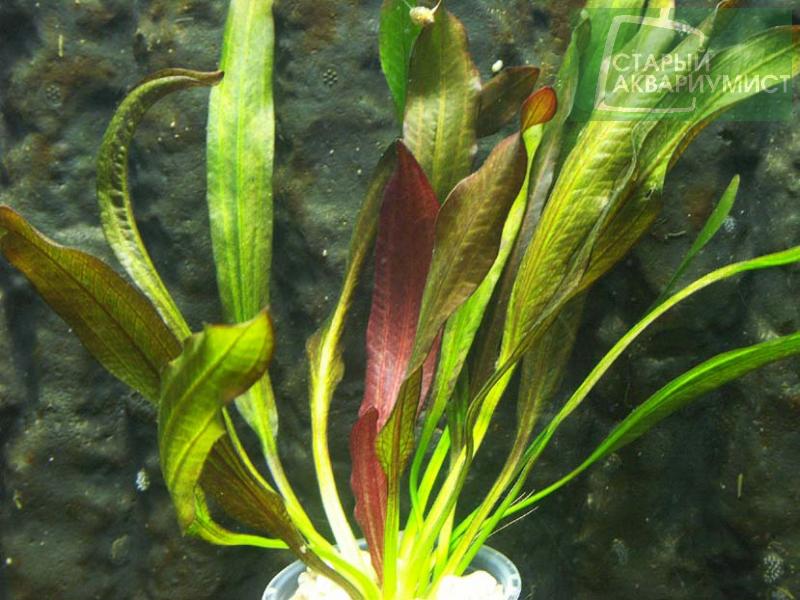 Datei:Red Devil 4.jpg