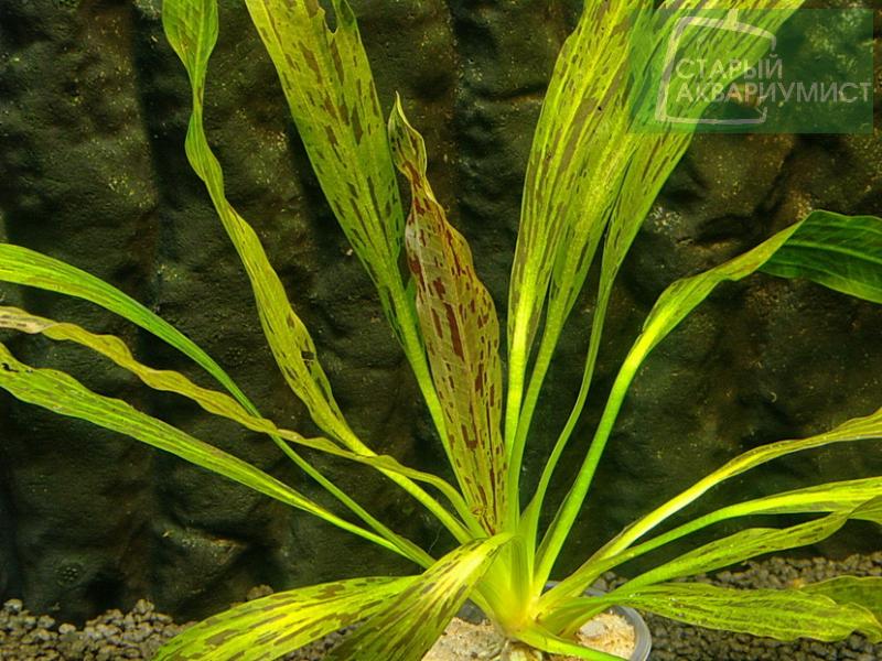 Datei:Bark Beetle Road3.jpg