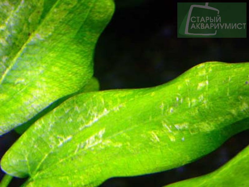 Datei:Cordifolius Marble Queen 2.jpg