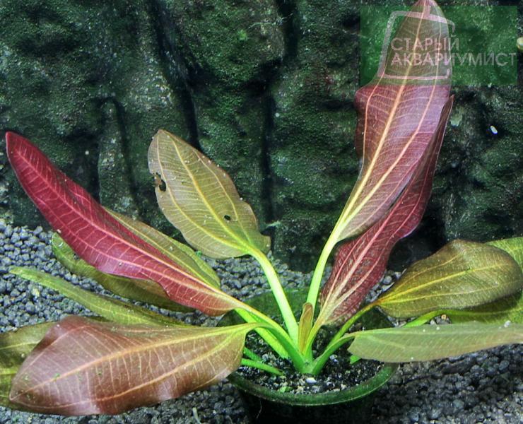 Datei:Osiris Doppel Rot 5.jpg