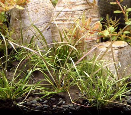 Datei:Tenellum Red.jpg