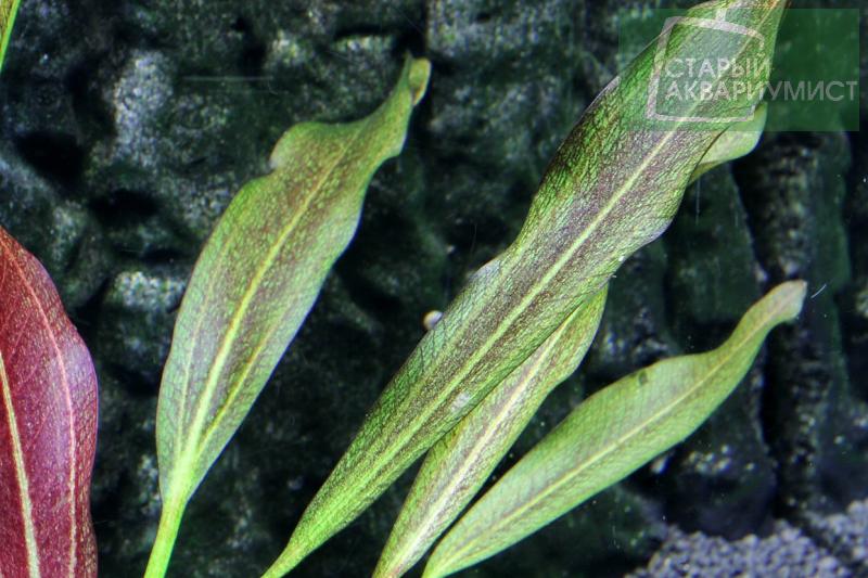 Datei:Ida Bright Star4.jpg