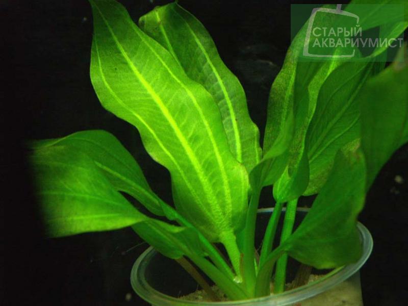 Datei:Aquartica 16nn.jpg