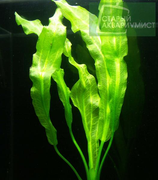 Datei:Americanus 7.jpg