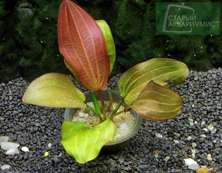 Datei:Compacta 1n.jpg