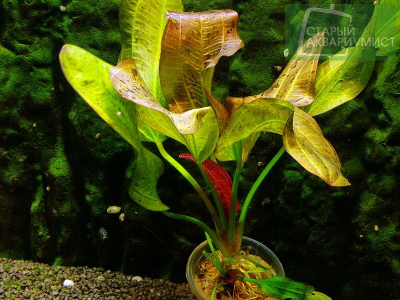 Datei:Red Rock 3.jpg