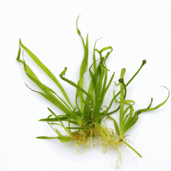 Tenellum Broad Leaf 1.gif