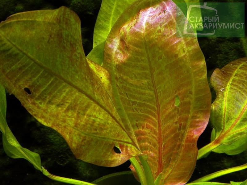 Datei:Grizzly Bar3.jpg