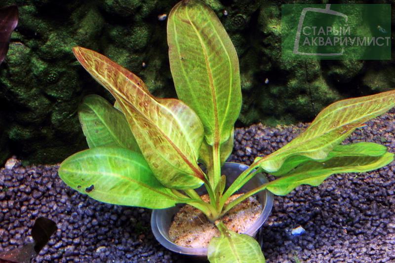 Datei:Grizzly Bar4.jpg