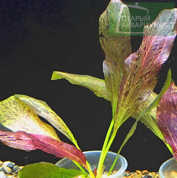 Datei:Ozelot Rot 3.jpg