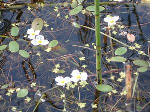 Luronium natans1.jpeg