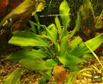 Echinodorus Shumperti [1]