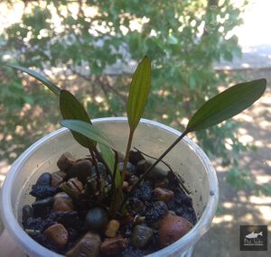 Hybrid Regina nr2 2.jpg