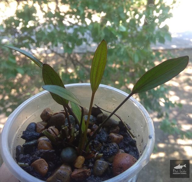 Datei:Hybrid Regina nr2 2.jpg