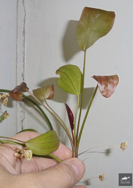 Datei:Big Red Chinese3.jpg