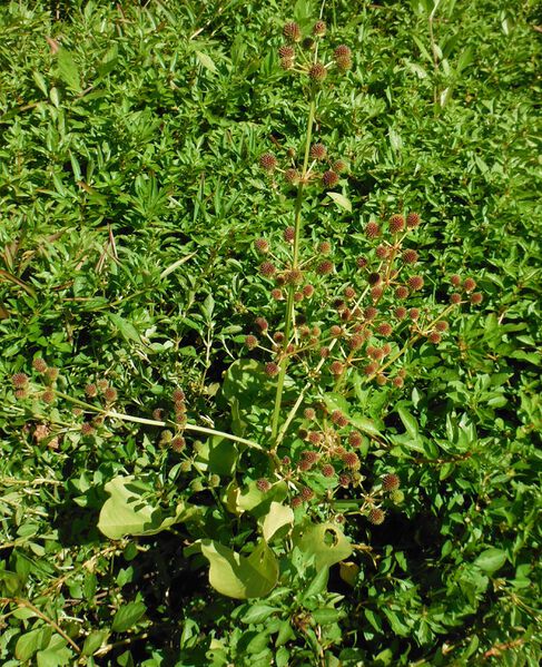 Datei:Berteroi 9622068583 23040c30c6 o.jpg