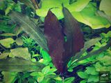 Echinodorus Kind Eh-Eh