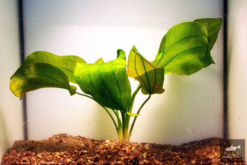 Datei:Tunicatus 3.jpg