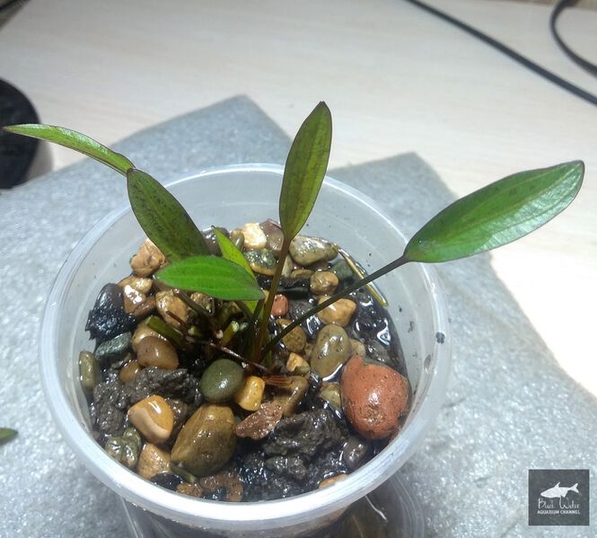 Datei:Hybrid Regina nr2 1.jpg