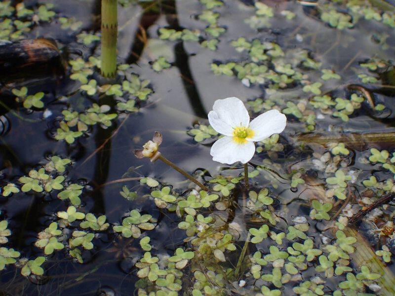 Datei:Luronium natans4.jpeg