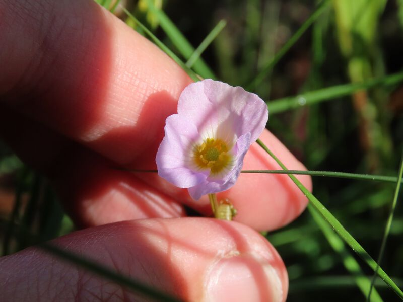 Datei:Baldellia repens2.jpeg