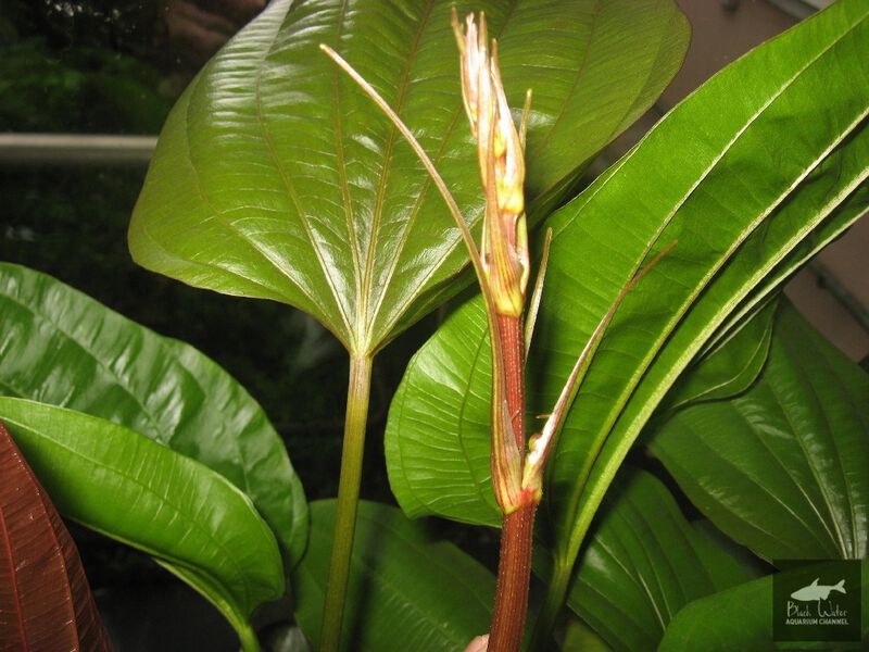 Datei:Big Red Chinese2.jpg