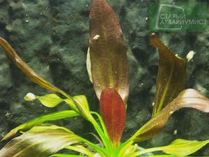 Rubra Variegata 2.jpg