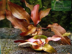 Regine Hildebrandt 2.jpg