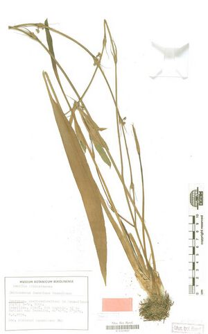 Decumbens (Kasselm.)4.jpg