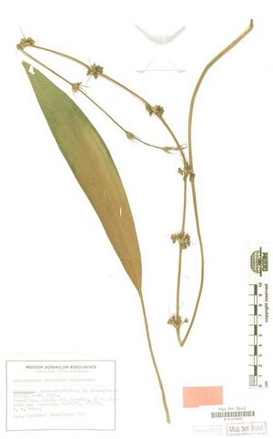 Decumbens (Kasselm.)1.jpg