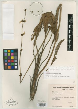 Cylindricus (Rataj)2.jpg