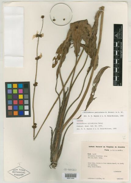 Datei:Cylindricus (Rataj)2.jpg