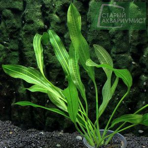 Merry Green Family1.jpg