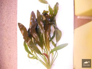 Disobedient Oppressor.jpg