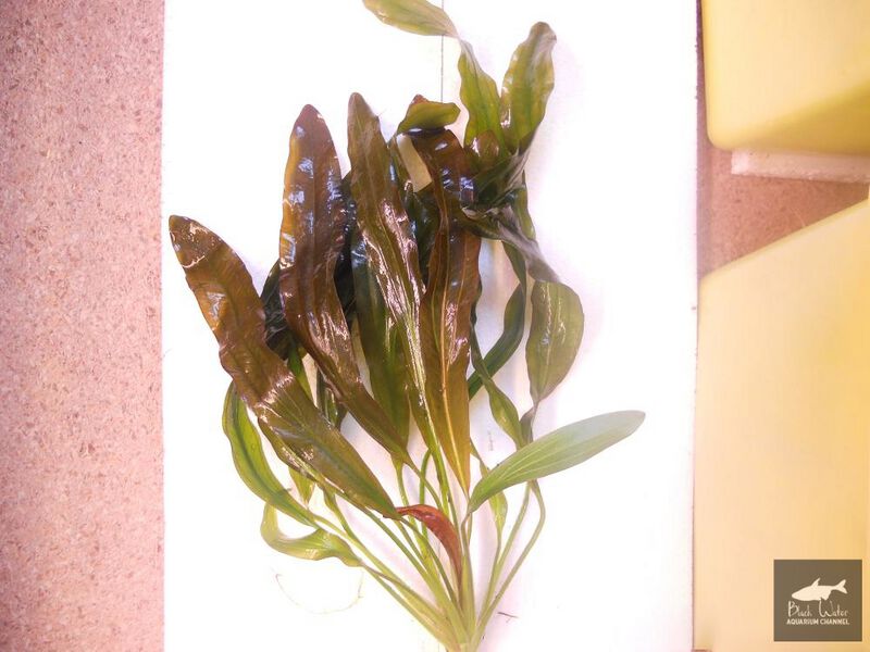 Datei:Disobedient Oppressor.jpg