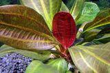 Echinodorus Hadi Red Pearl