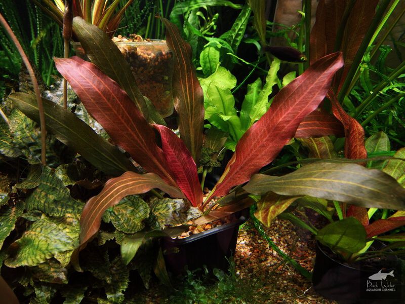 Datei:Childhood Friend3.jpg